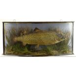 ANTIQUE TAXIDERMY TROUT preserved within a curved glass case within reeds and grasses and pseudo