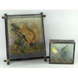 VINTAGE TAXIDERMY SQUIRREL & SIMILAR KINGFISHER WITH SMALL YELLOW BIRD two cases, damage to glass on