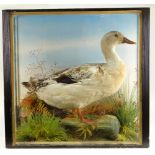 ANTIQUE TAXIDERMY GOOSE STANDING ON A FAUX ROCKY BASE AMONGST REEDS & GRASSES, rectangular based