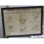 FRAMED 'FISCHER'S LOCAL ANAESTHESIA' CHART with series of coloured diagrams Provenance: vendor's