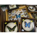 FOUR FRAMED WALL HANGING BUTTERFLY SPECIMENS