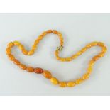 STRING OF BELIEVED GRADUATED BUTTERSCOTCH AMBER, 55.3gms approximately