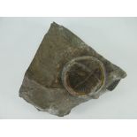 BELIEVED TRILOBITE FOSSIL