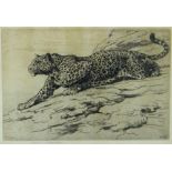 HERBERT THOMAS DICKSEE RE (1862-1942) etching - study of a prowling leopard, signed and with Fine