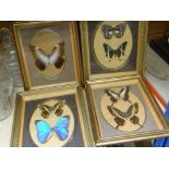 FOUR FRAMED BUTTERFLY SPECIMENS