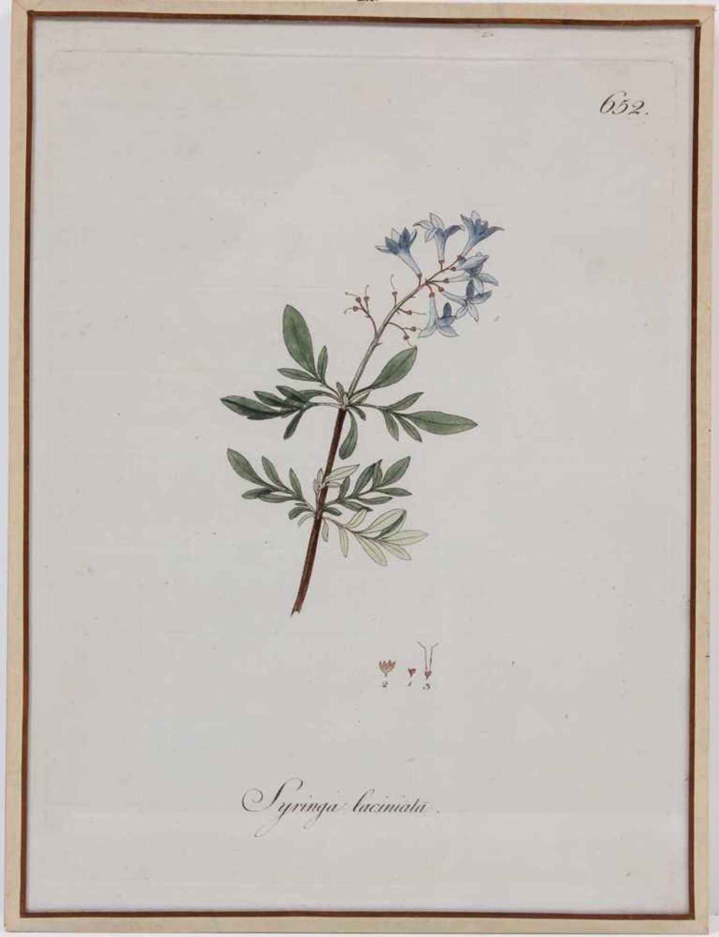 Sieben Kupferstiche.18. Jh. Koloriert. Coronilla emerus, Coronilla varia, Hieracuim aurrantiacum, - Image 5 of 7