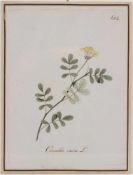 Sieben Kupferstiche.18. Jh. Koloriert. Coronilla emerus, Coronilla varia, Hieracuim aurrantiacum,