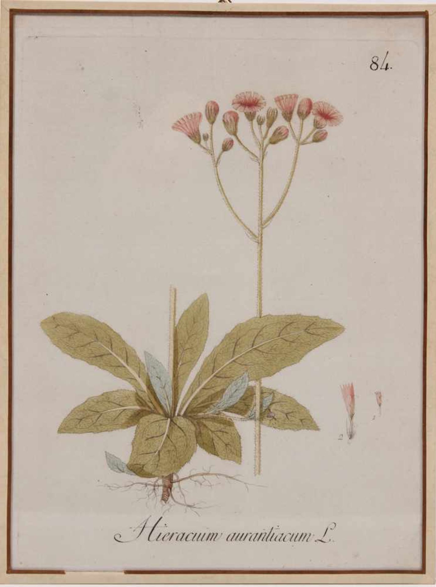 Sieben Kupferstiche.18. Jh. Koloriert. Coronilla emerus, Coronilla varia, Hieracuim aurrantiacum, - Bild 3 aus 7