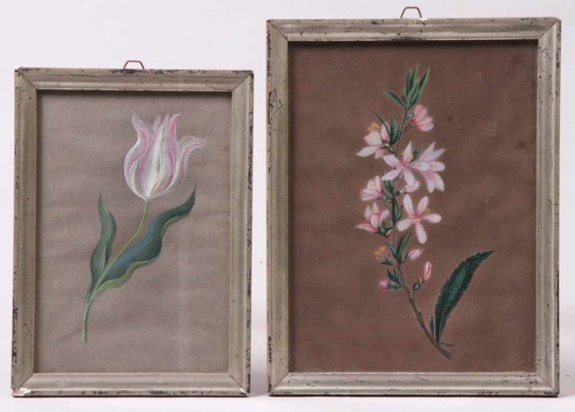 Zwei Gouachen 19. Jh.Tulpe und Oleander? Gouache/Papier. Unter Glas, Rahmen. H: bis 22 x 16,5 cm.