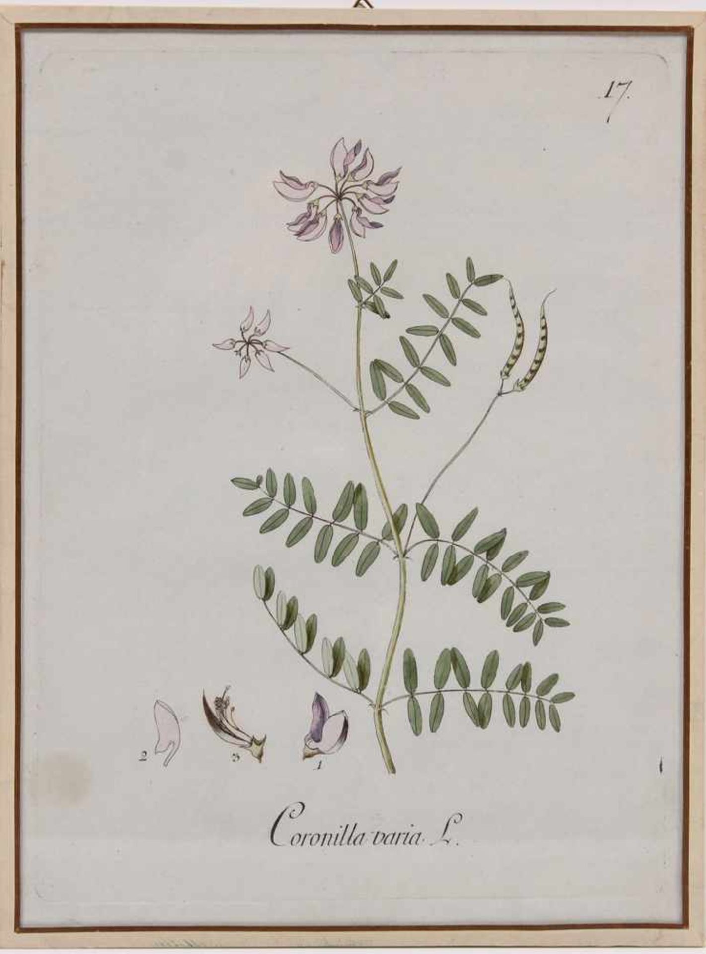Sieben Kupferstiche.18. Jh. Koloriert. Coronilla emerus, Coronilla varia, Hieracuim aurrantiacum, - Image 2 of 7