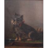 Müller, Moritz. München 1841 - 1899 ebenda.Sitzender Yorkshire Terrier in Erwartung vor seinem Napf.