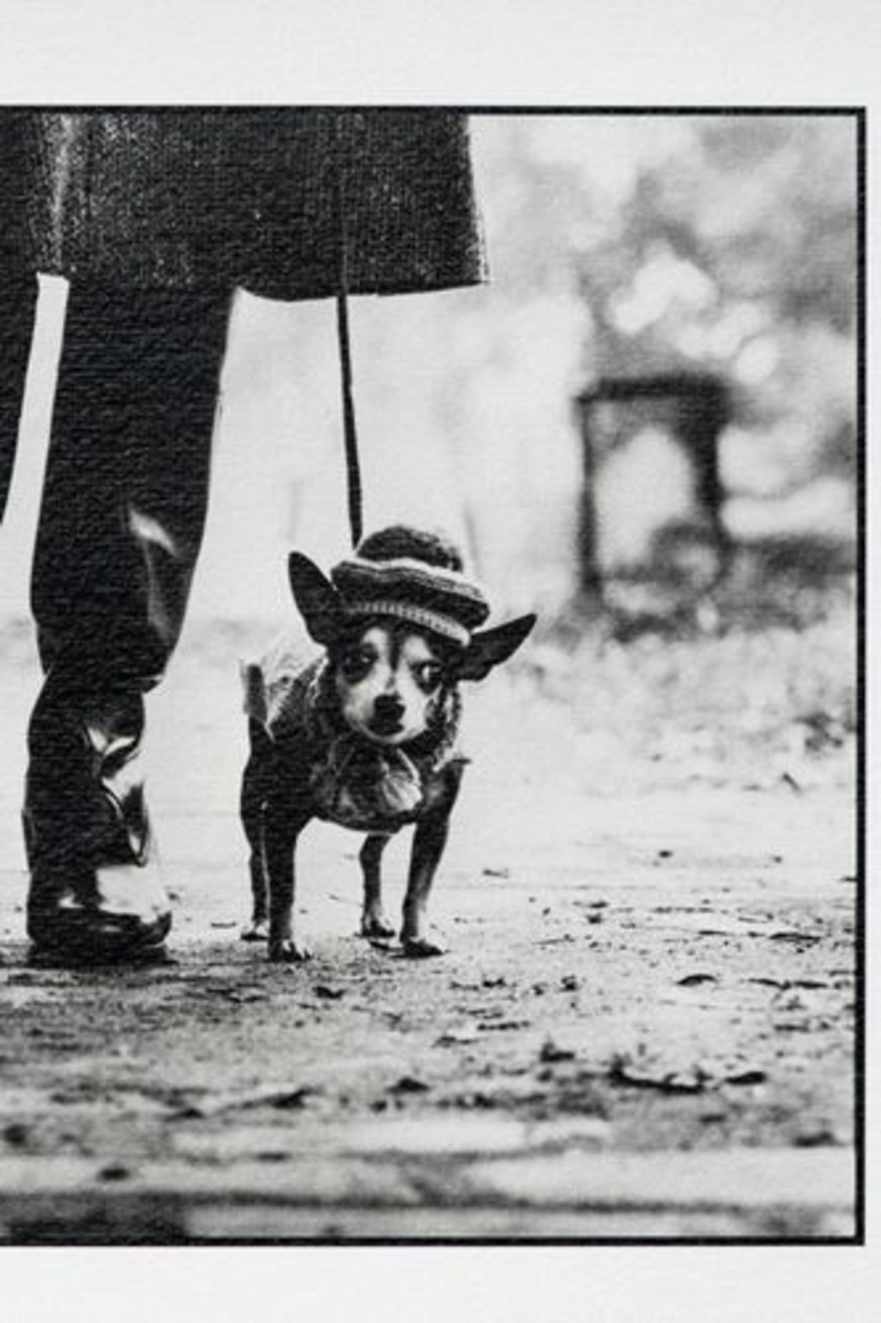 Famous photo by Elliott Erwitt (1928 - ) titled 'USA. New York' 1974. [...] - Bild 3 aus 7