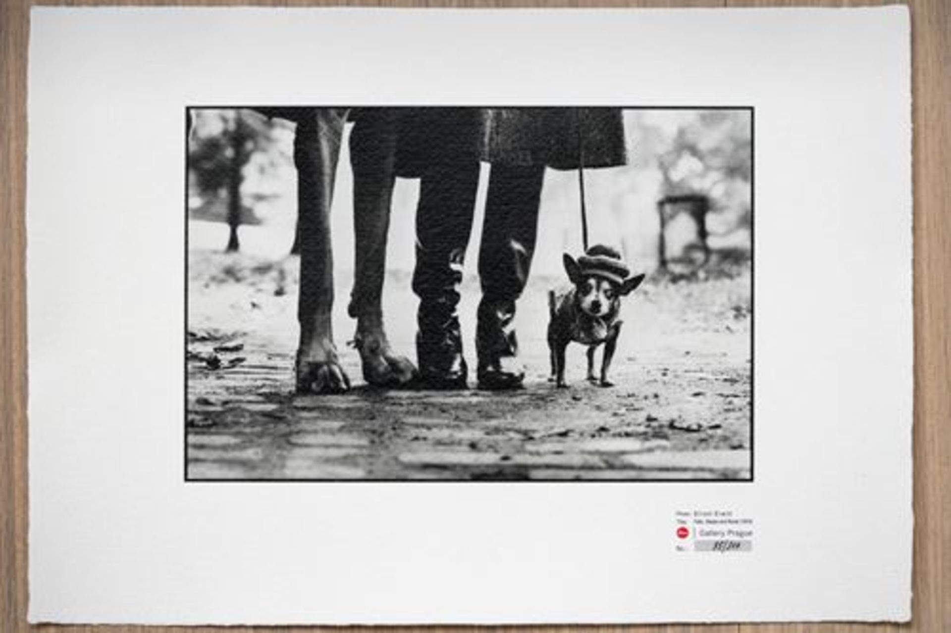 Famous photo by Elliott Erwitt (1928 - ) titled 'USA. New York' 1974. [...] - Bild 2 aus 7