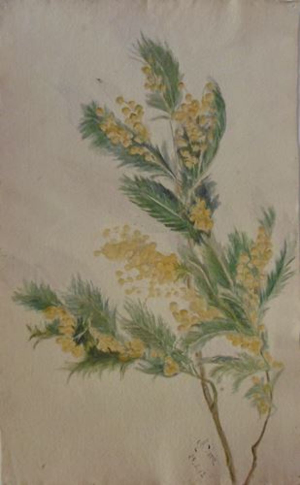 Maurice SAVIN Branche de Mimosa, 1912 Aquarelle signée et datée par [...]