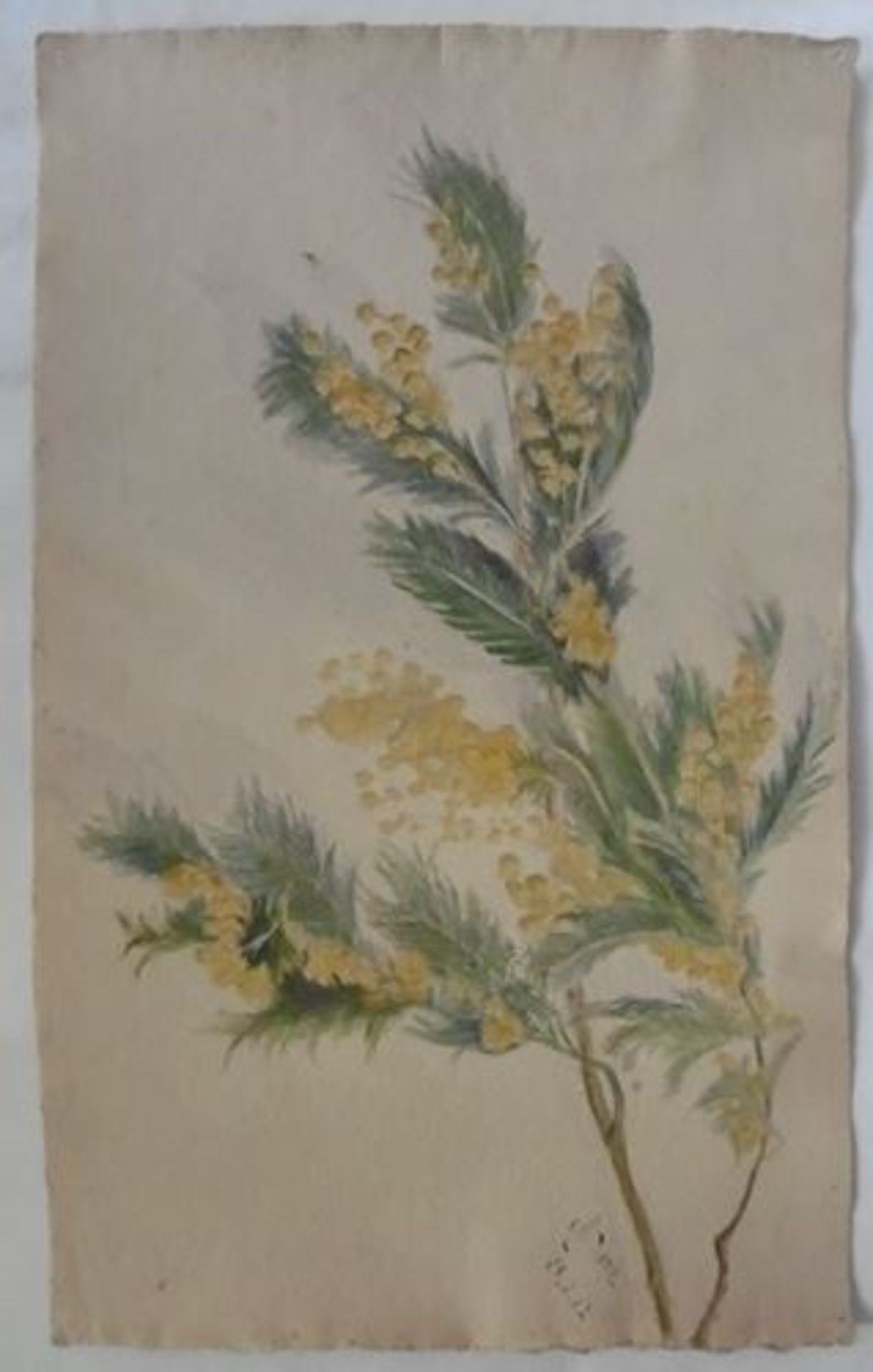 Maurice SAVIN Branche de Mimosa, 1912 Aquarelle signée et datée par [...] - Bild 2 aus 5