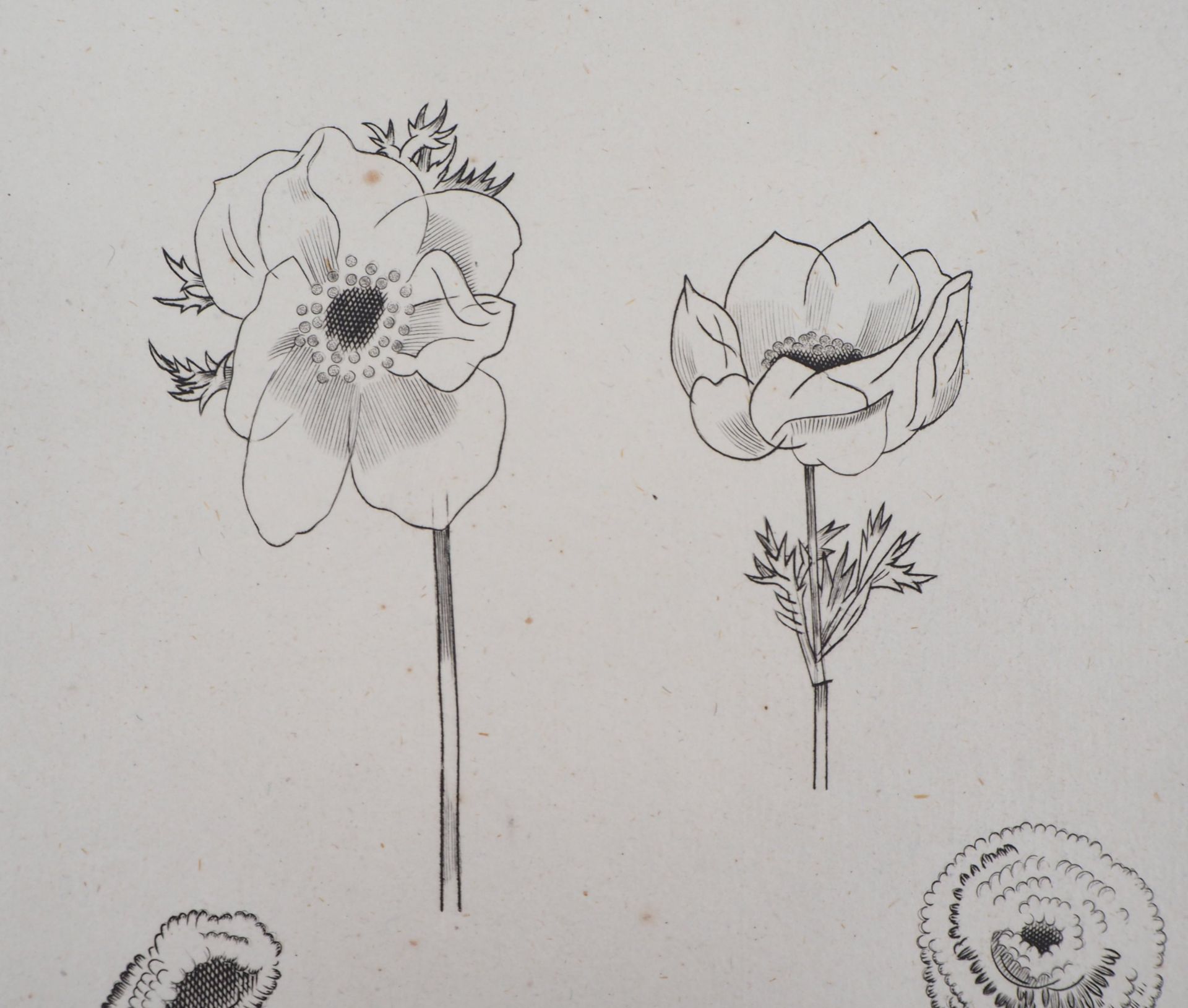 Jean Émile LABOUREUR Flower study, 1930 Original engraving Signed in pencil on the [...] - Bild 6 aus 6