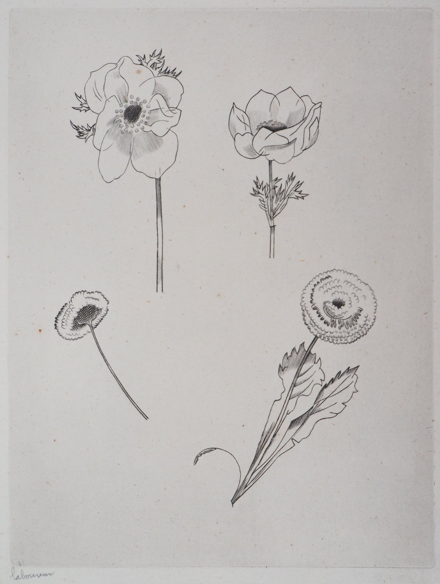 Jean Émile LABOUREUR Flower study, 1930 Original engraving Signed in pencil on the [...]