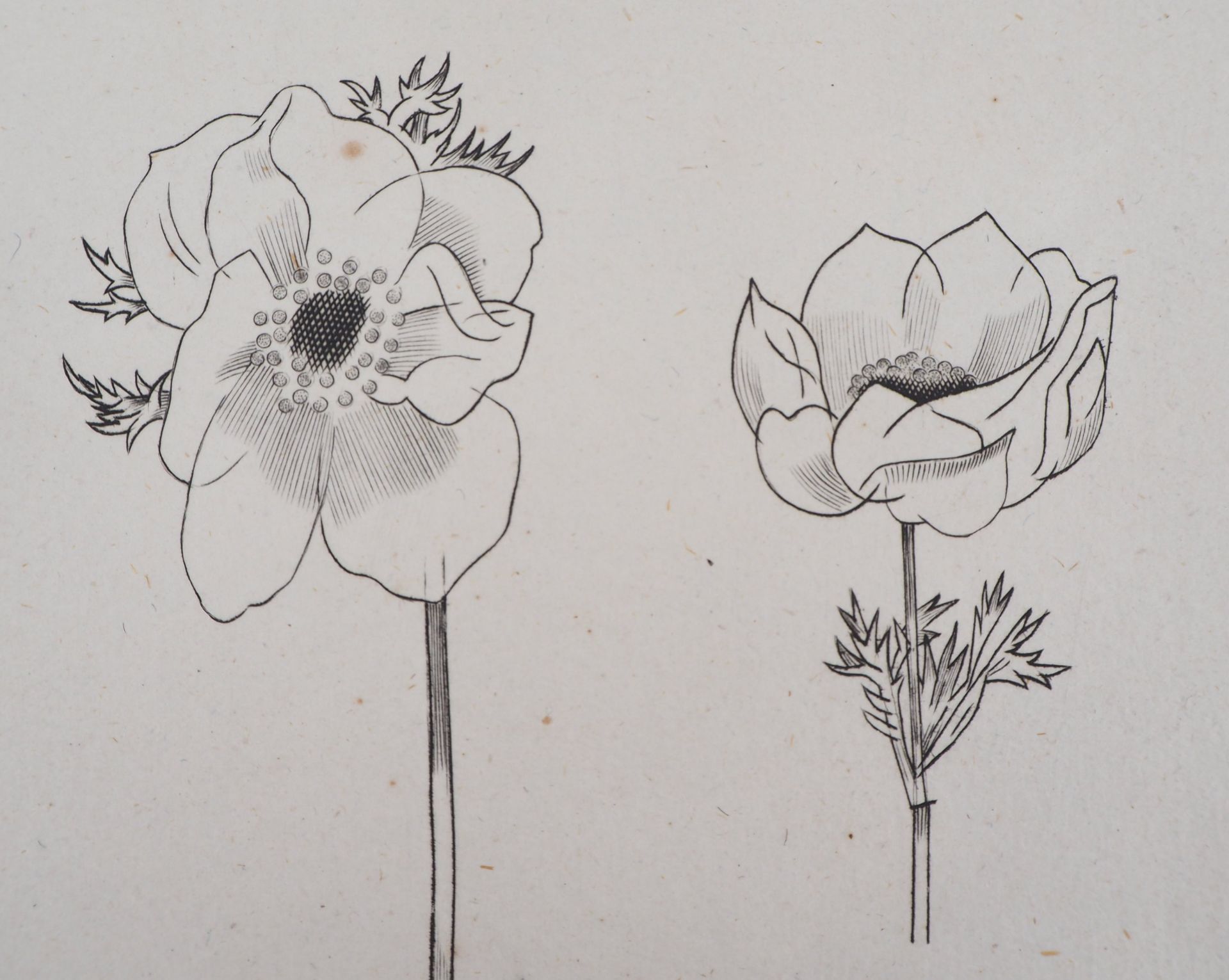 Jean Émile LABOUREUR Flower study, 1930 Original engraving Signed in pencil on the [...] - Bild 5 aus 6