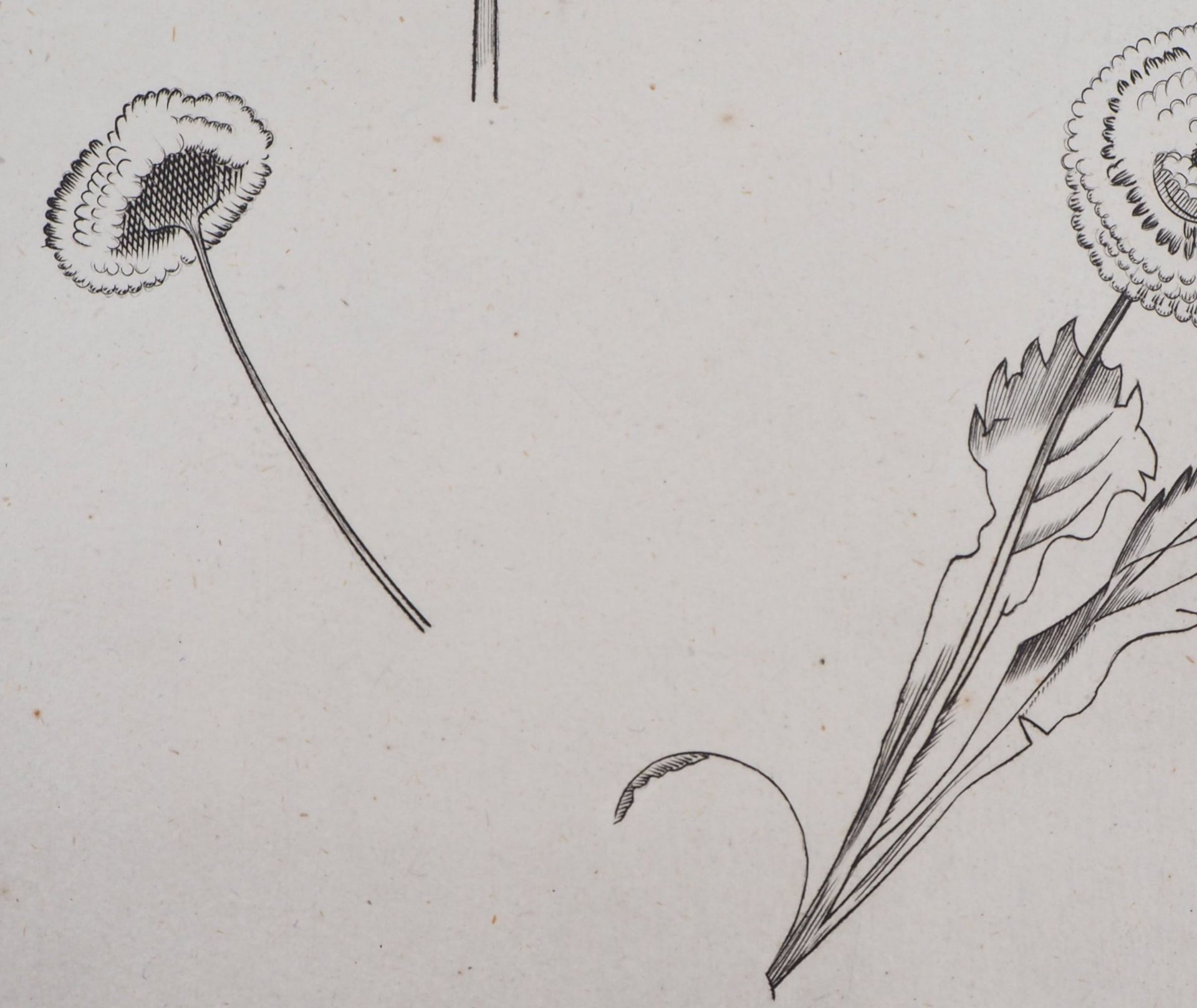 Jean Émile LABOUREUR Flower study, 1930 Original engraving Signed in pencil on the [...] - Bild 4 aus 6