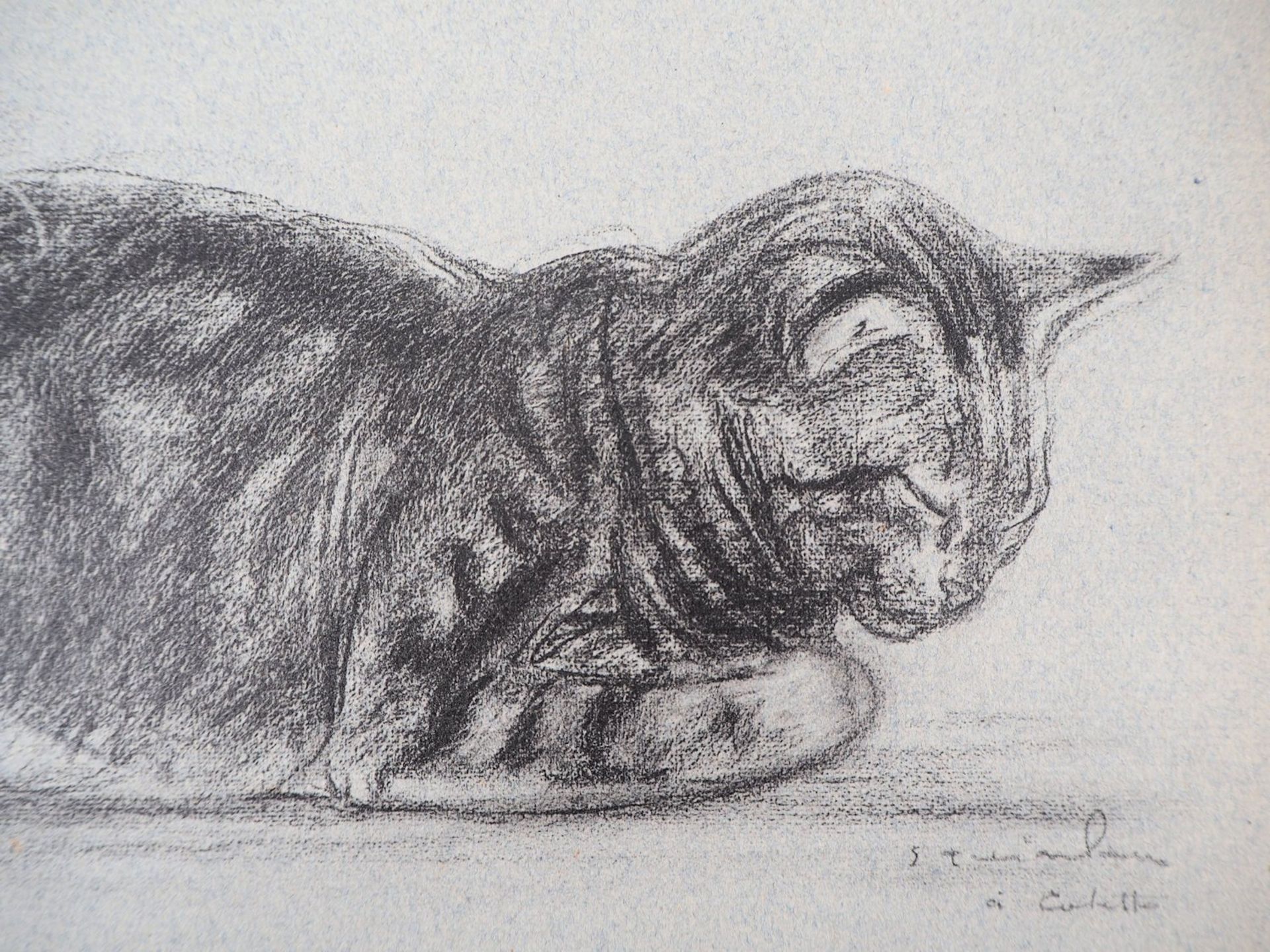 Théophile Alexandre Steinlen The Tabby Cat, 1933 Lithograph on Vellum Signed in the [...] - Bild 3 aus 5