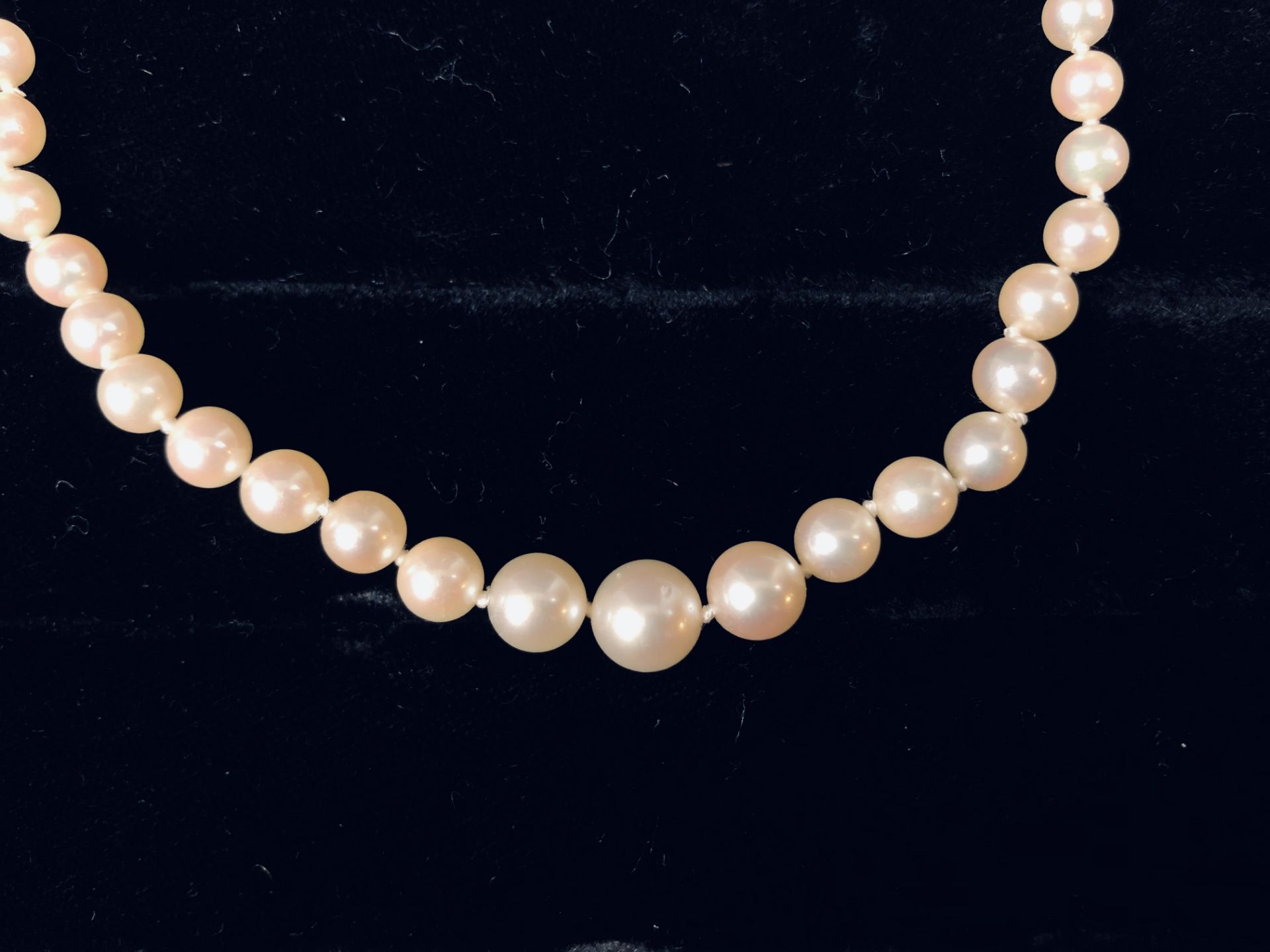 Collier de perles, fermoir ovale en or guilloché. Poids : 14,8 g. - - Bild 2 aus 2