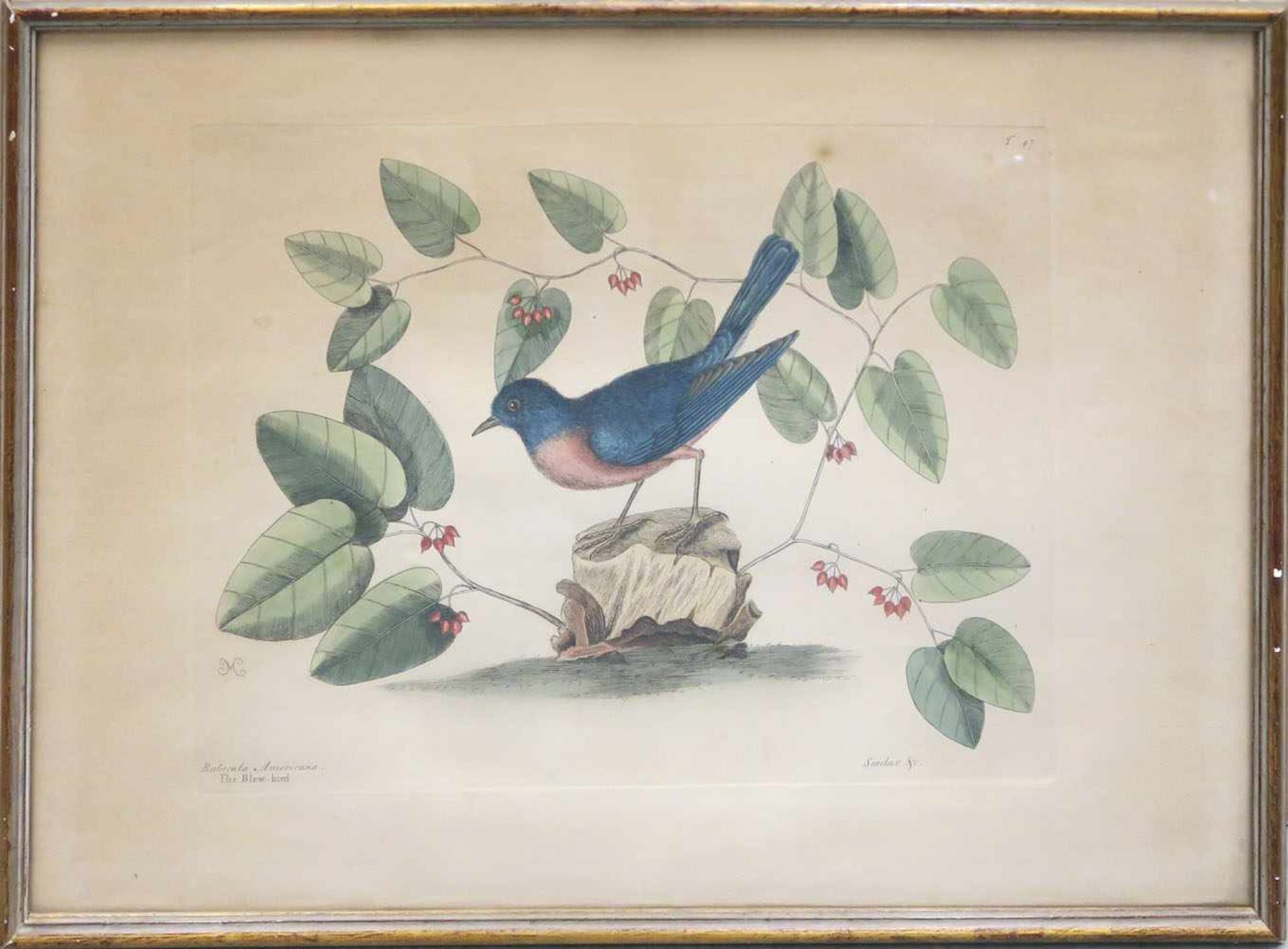 Catesby, Mark 1683 - 1749 The Mock-bird / The Blew-bird Zwei kolorierte Radierungen. Darstellung - Image 3 of 6