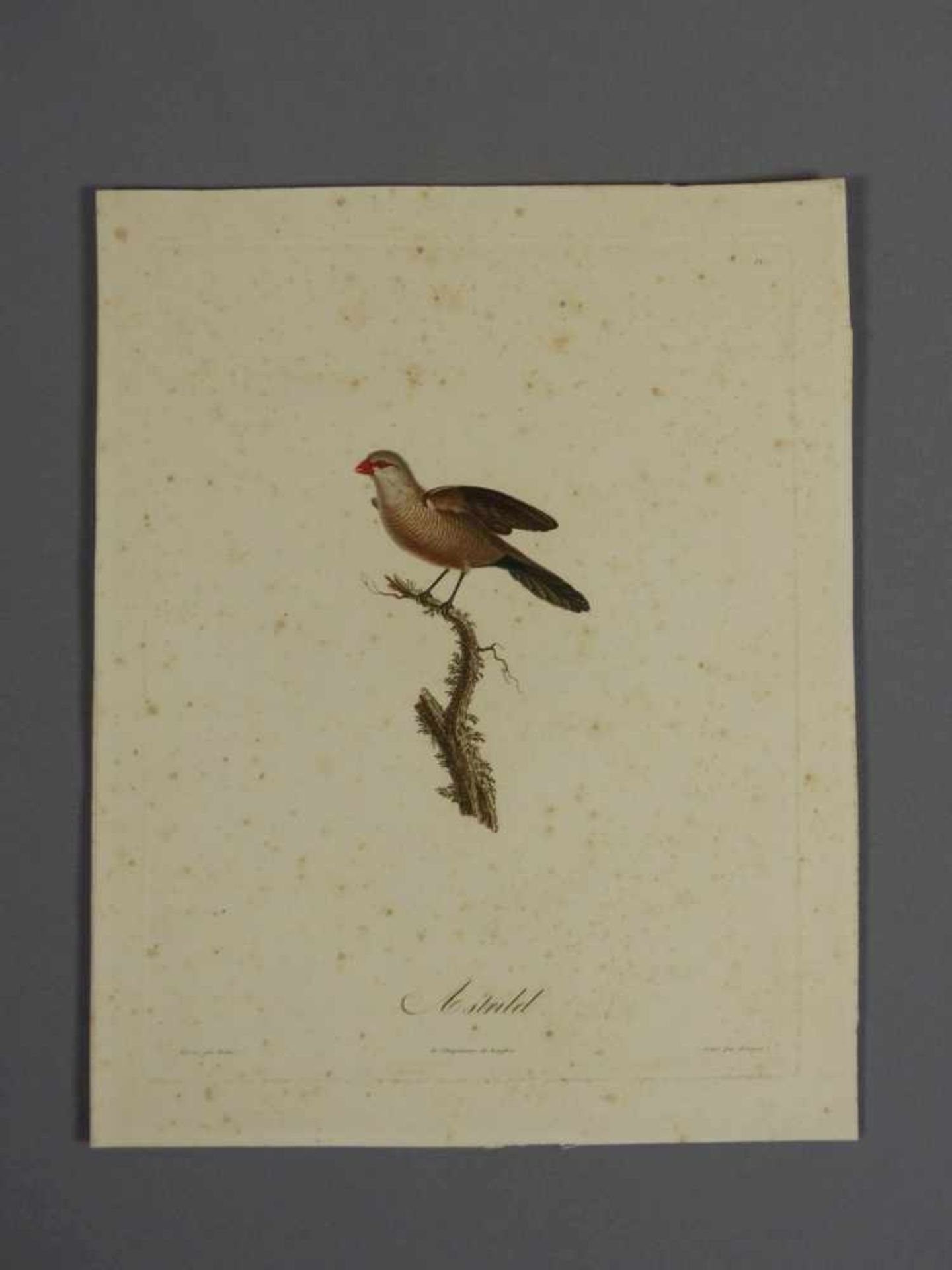 Bouquet, LouisZwei Vogeldarstellungen(Gizancourt 1765-1814 Paris) Aus einer ornithologischen - Bild 2 aus 4