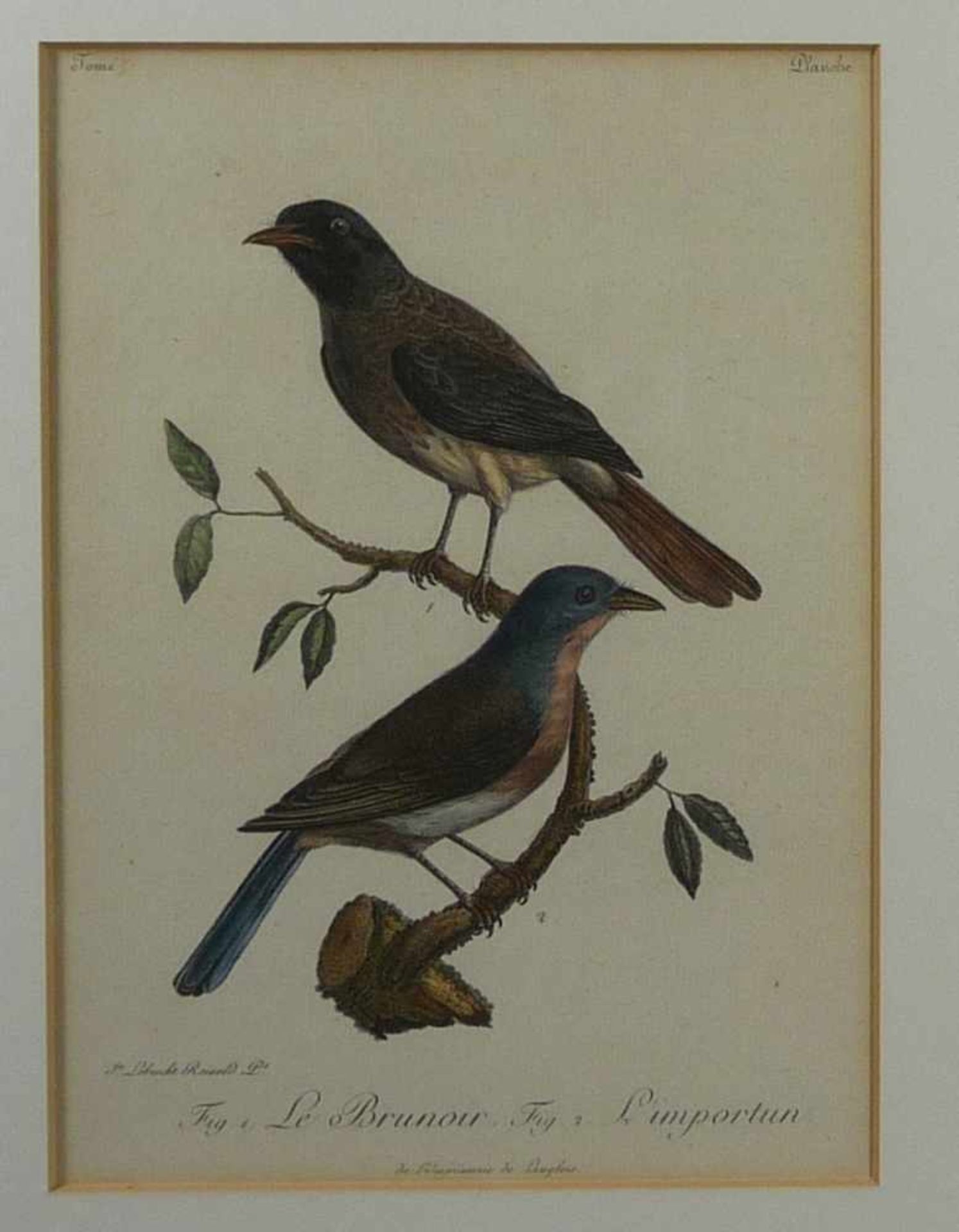 Zwei ornithologische DarstellungenParis, um 1800"Variété du Grivron" und "Le Brunoir / L'importun" - Bild 2 aus 3