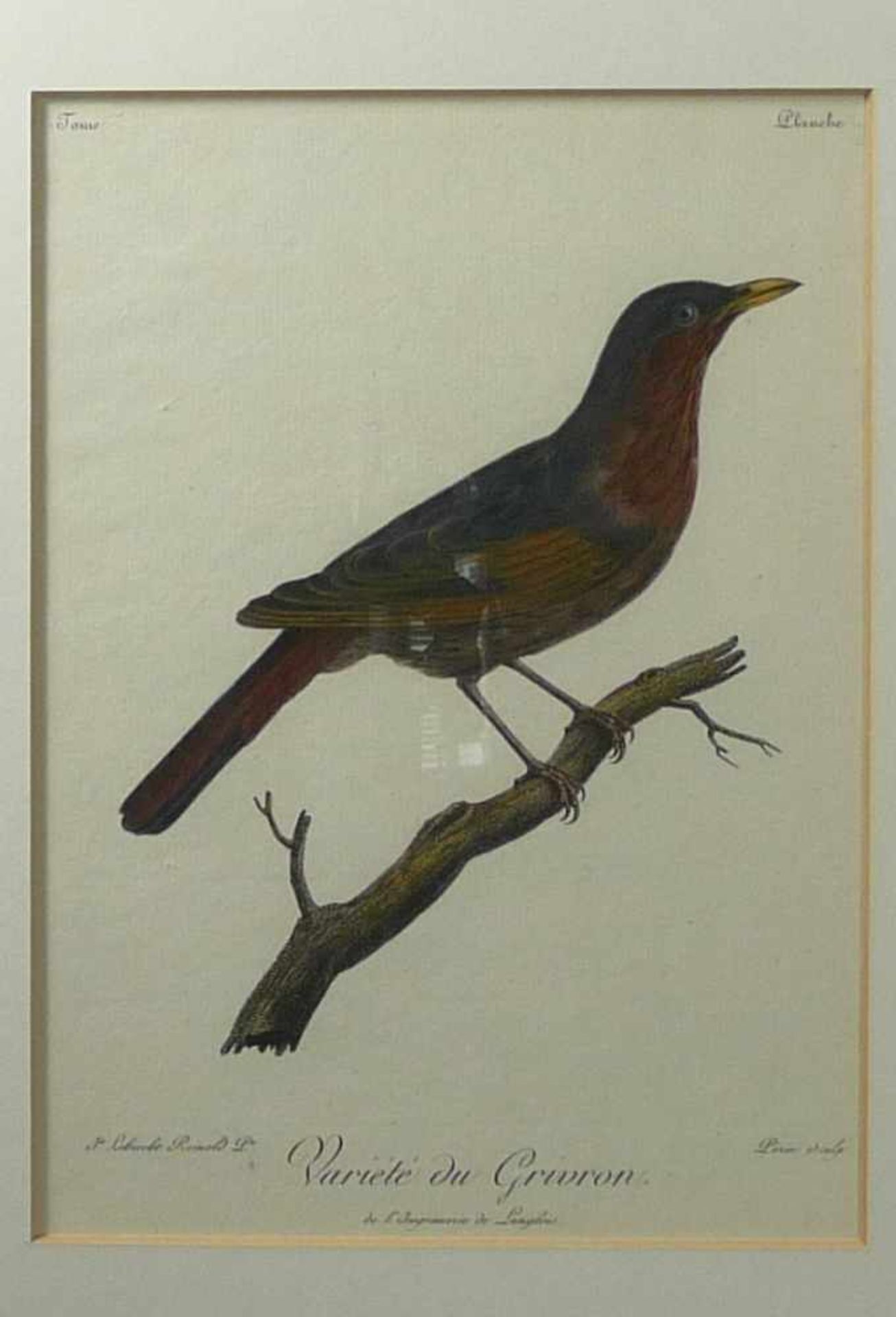 Zwei ornithologische DarstellungenParis, um 1800"Variété du Grivron" und "Le Brunoir / L'importun" - Bild 3 aus 3