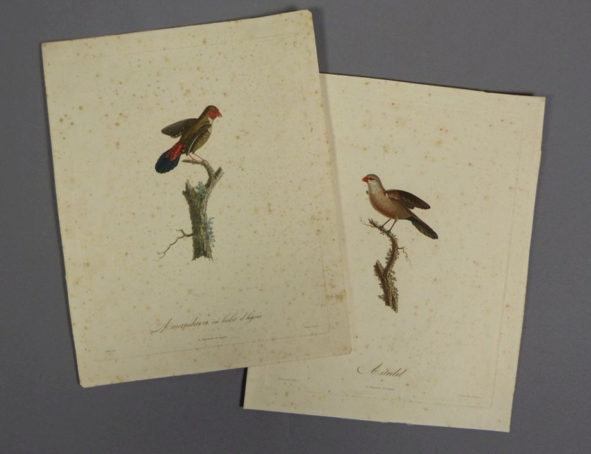 Bouquet, LouisZwei Vogeldarstellungen(Gizancourt 1765-1814 Paris) Aus einer ornithologischen