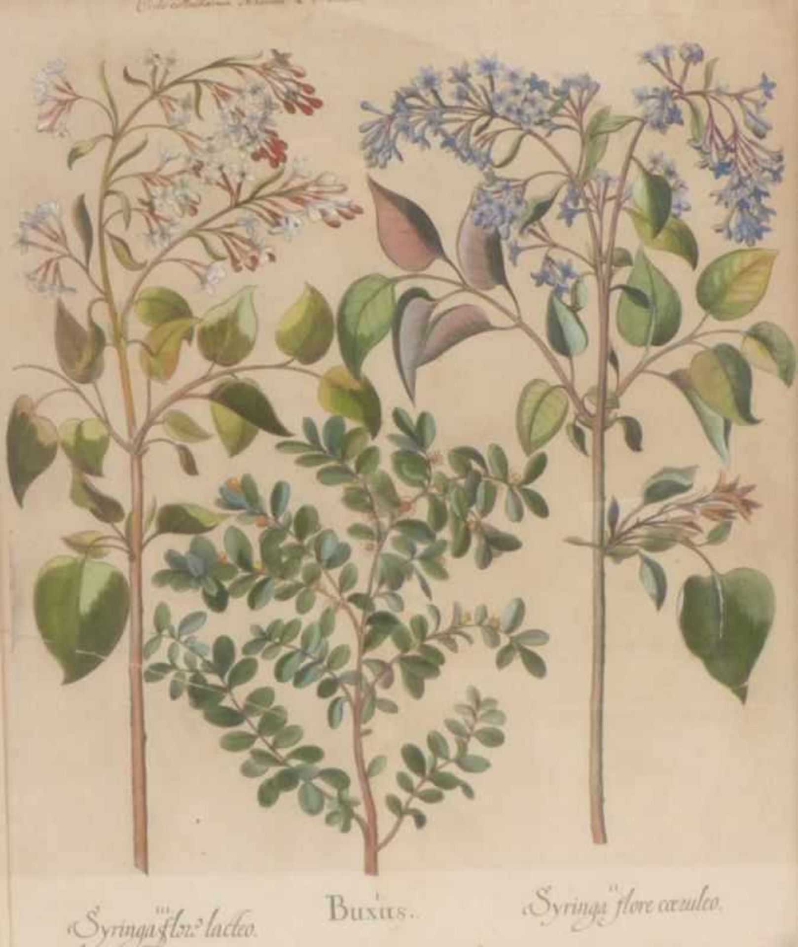 Besler, BasiliusVier Pflanzenstiche aus dem Hortus Eystettensis(Nürnberg 1561-1629 ebd.) "Buxus...", - Bild 3 aus 4