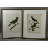 Zwei ornithologische DarstellungenParis, um 1800"Variété du Grivron" und "Le Brunoir / L'importun"