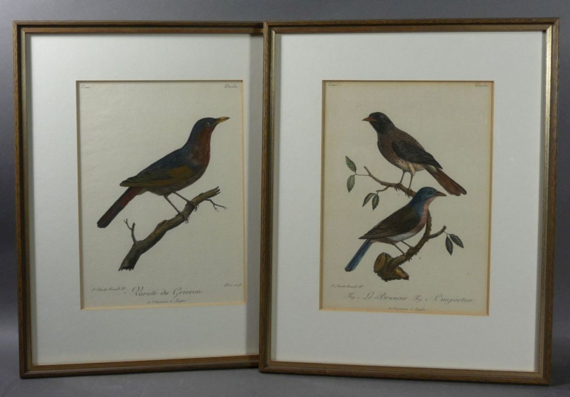 Zwei ornithologische DarstellungenParis, um 1800"Variété du Grivron" und "Le Brunoir / L'importun"