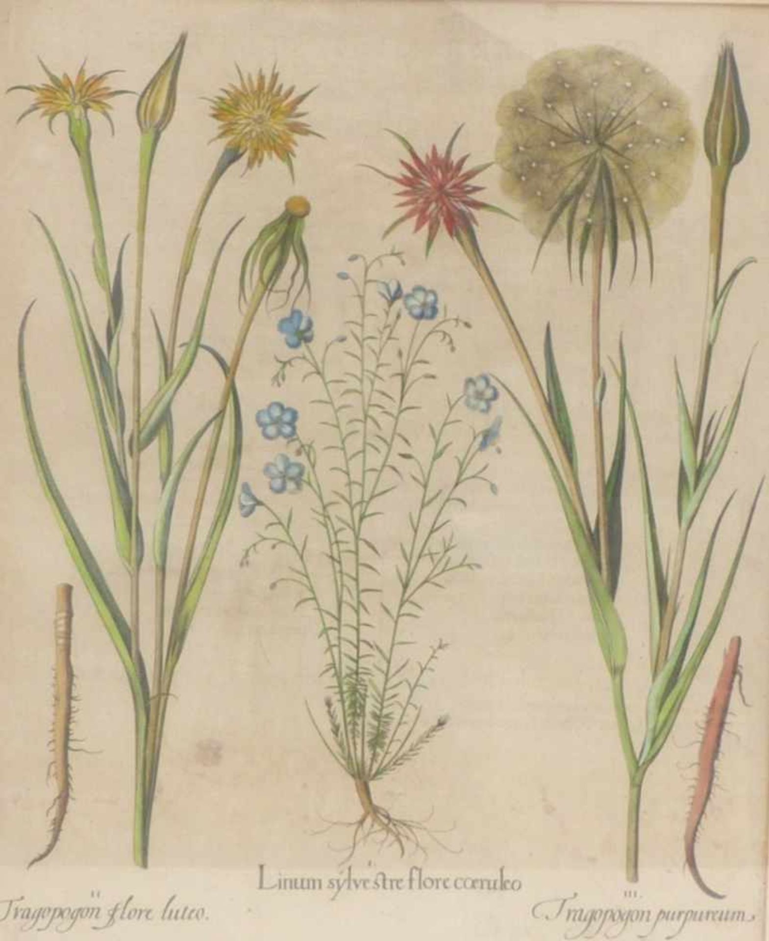 Besler, BasiliusVier Pflanzenstiche aus dem Hortus Eystettensis(Nürnberg 1561-1629 ebd.) "Buxus...", - Bild 4 aus 4