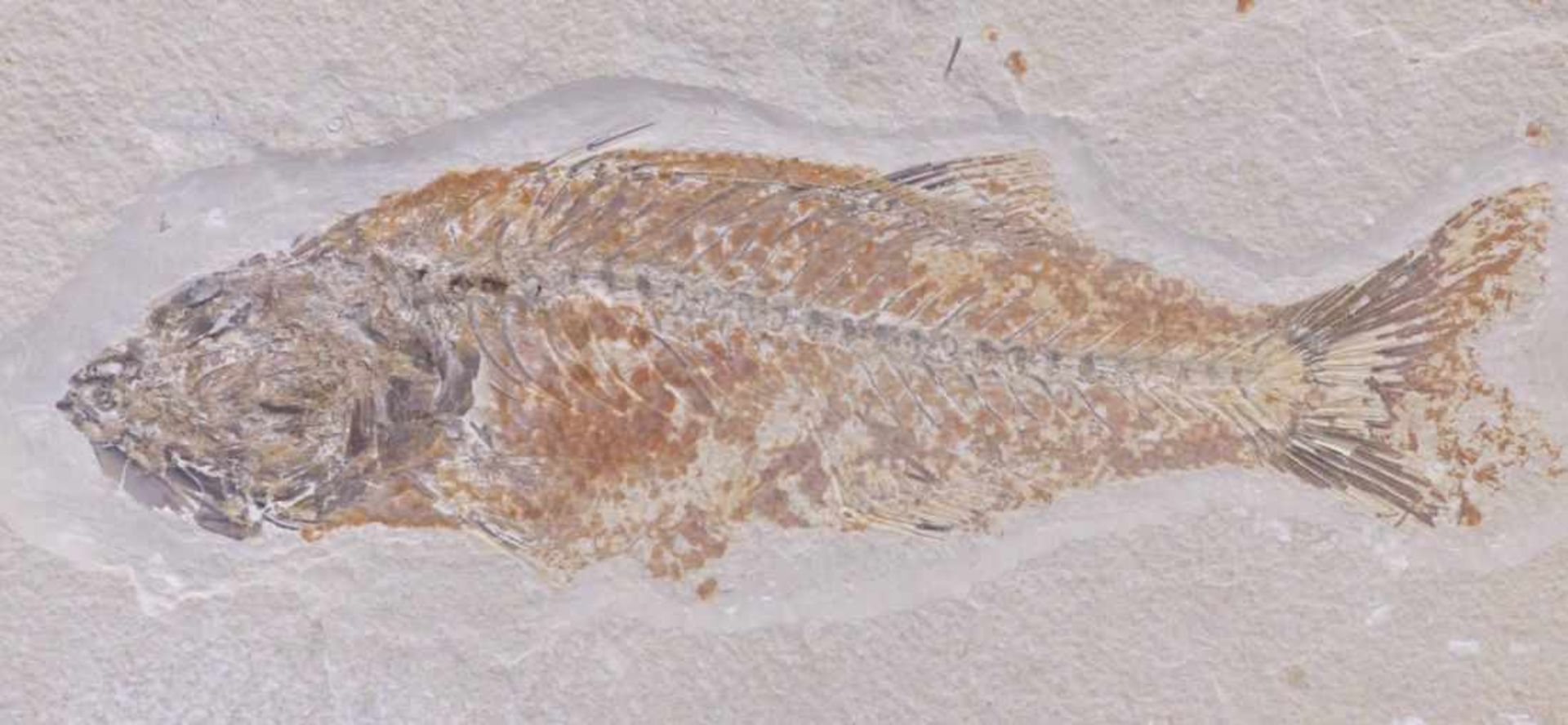 MioplosusCa. 40 Millionen JahreIn rechteckiger Platte mit fossilem Knochenfisch, rückseitig - Image 2 of 2