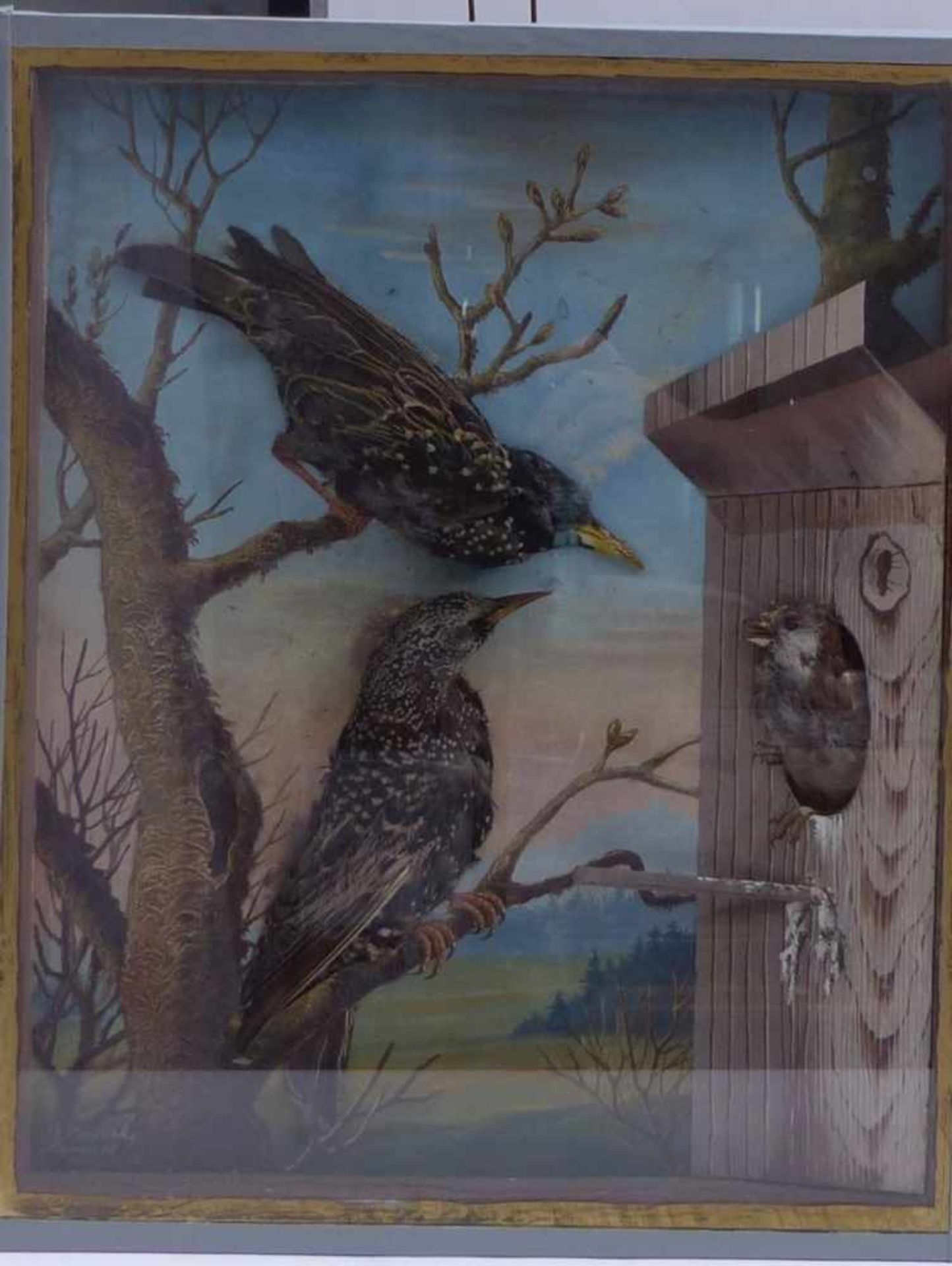 Drei Schaukästen mit Vögeln aus einer naturhistorischen SammlungE. 19. Jh.U.a. mit Blaumeise, - Bild 4 aus 4