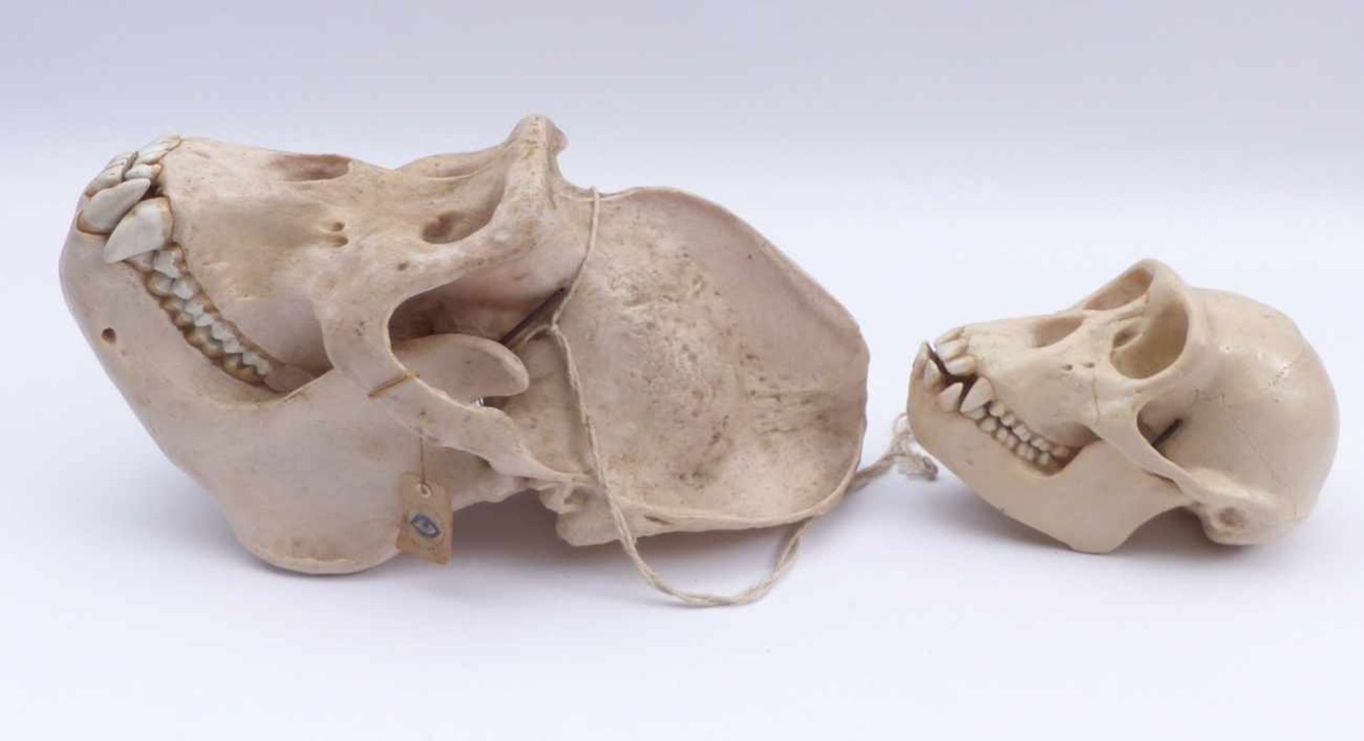 Zwei Schädel aus einer naturhistorischen Sammlung20. Jh.Schädel eines Gorillas und eines - Bild 2 aus 3