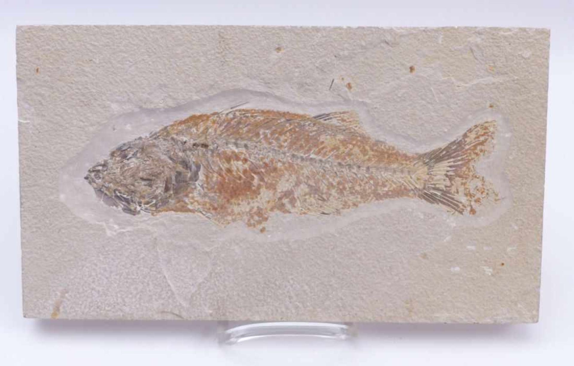 MioplosusCa. 40 Millionen JahreIn rechteckiger Platte mit fossilem Knochenfisch, rückseitig