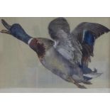 Wild DuckAnimal painter of the early 20th centuryWatercolour over pencil. Right below indistinctly