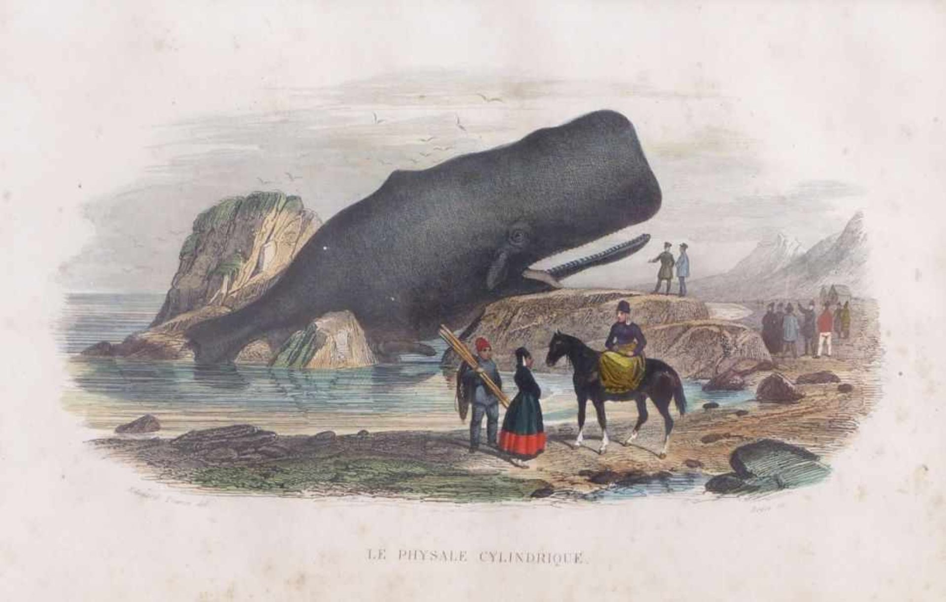 Traviès de Villers, Édouard''La Trigle Grondin'' and ''La Physale cylindrique''(Doullens 1809-1876 - Image 2 of 3
