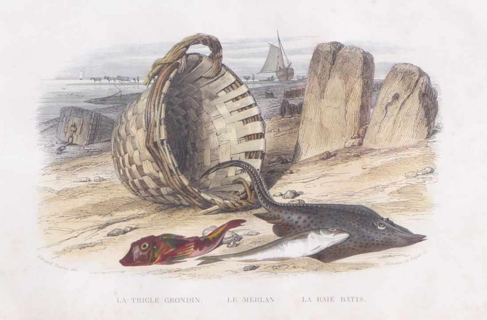 Traviès de Villers, Édouard''La Trigle Grondin'' and ''La Physale cylindrique''(Doullens 1809-1876 - Bild 3 aus 3