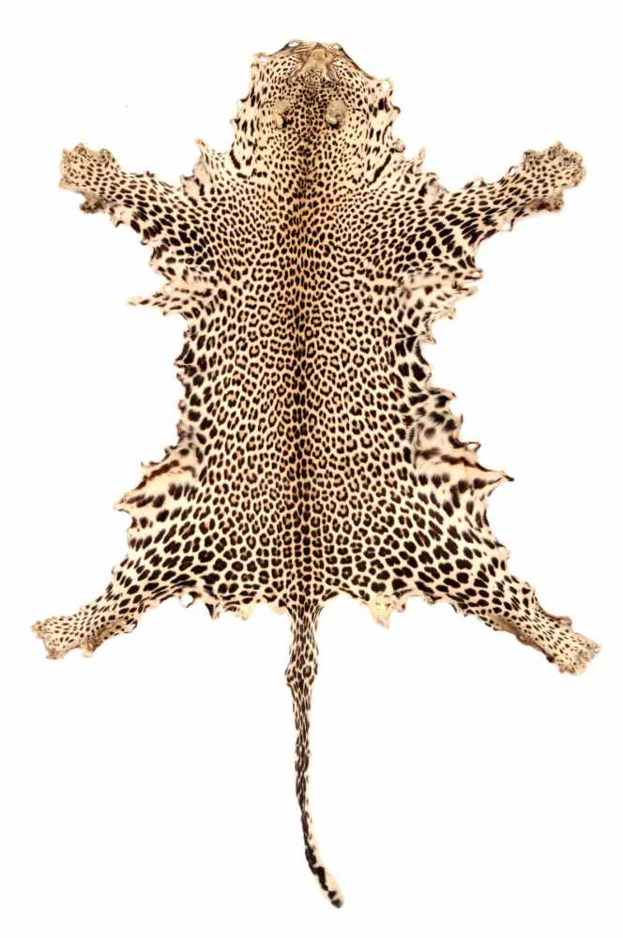 Fell eines afrikanischen Leopards (Panthera pardus). Wohl Südafrika. Um 1940-1965.Beigefarbenes Fell