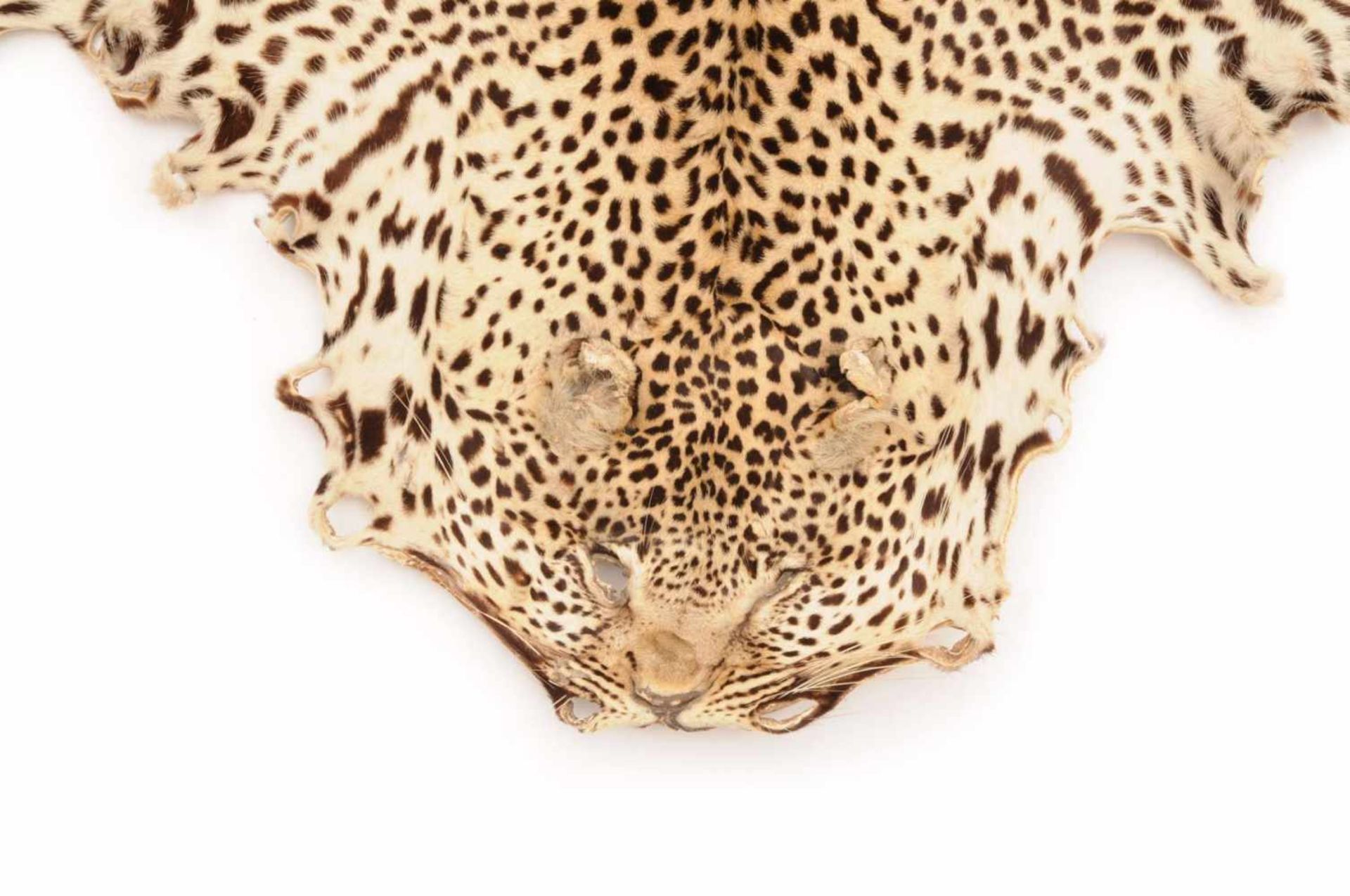 Fell eines afrikanischen Leopards (Panthera pardus). Wohl Südafrika. Um 1940-1965.Beigefarbenes Fell - Bild 3 aus 3