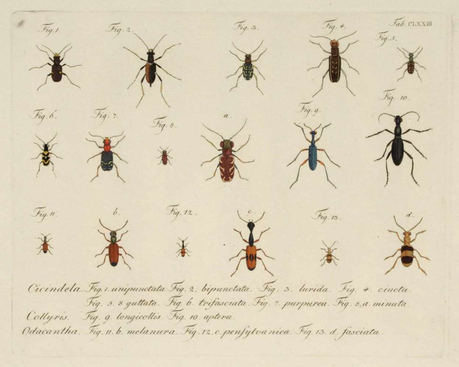 Ludwig Schmidt, 18 Käferdarstellungen aus einer Enzyklopädie. 1. H. 19. Jh.Ludwig Schmidt Erste Erw. - Bild 2 aus 6