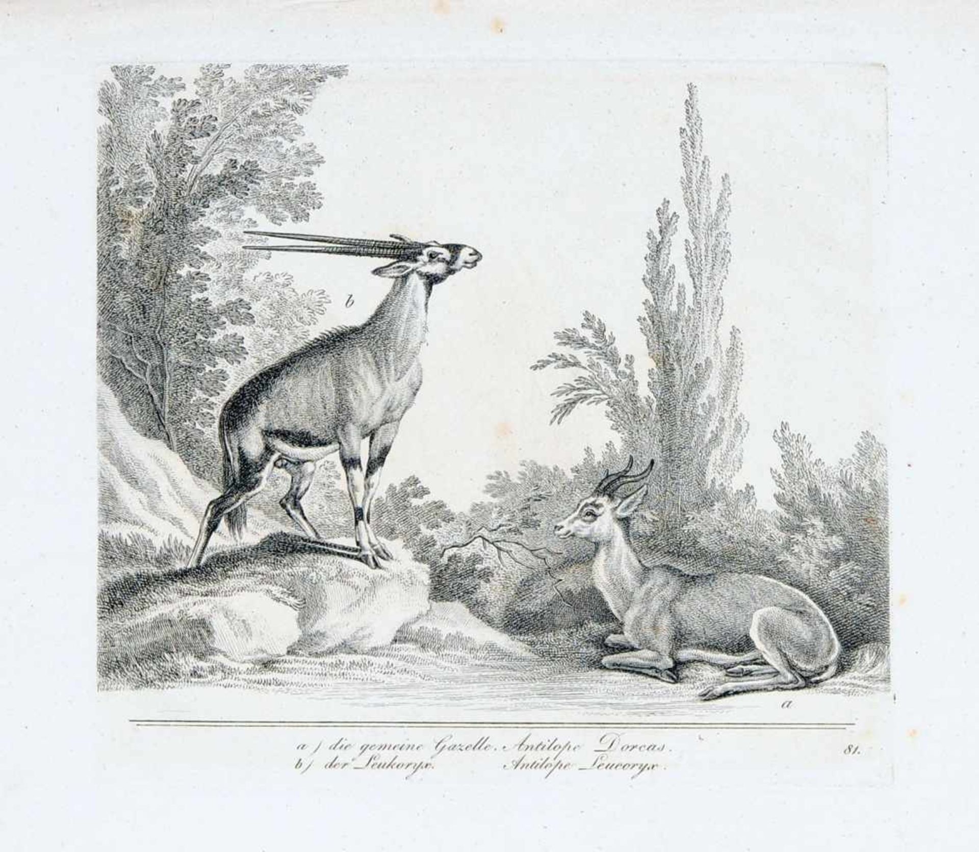 Johann Elias Ridinger "Der Ziegenbock" / "Der arabische Bock" / "Die gemeine Gazelle, Die gemeine - Image 3 of 5