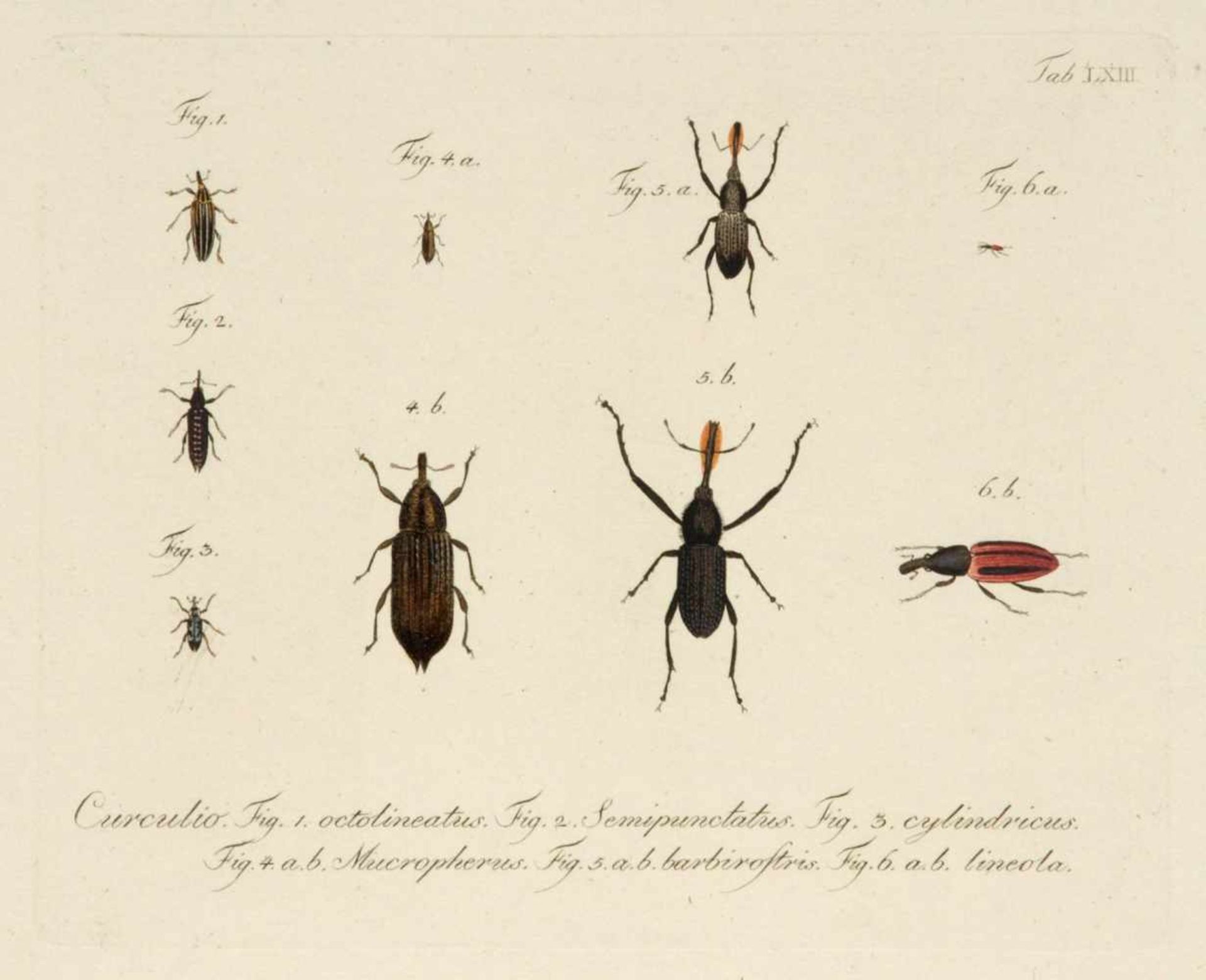Ludwig Schmidt, 18 Käferdarstellungen aus einer Enzyklopädie. 1. H. 19. Jh.Ludwig Schmidt Erste Erw. - Bild 5 aus 6