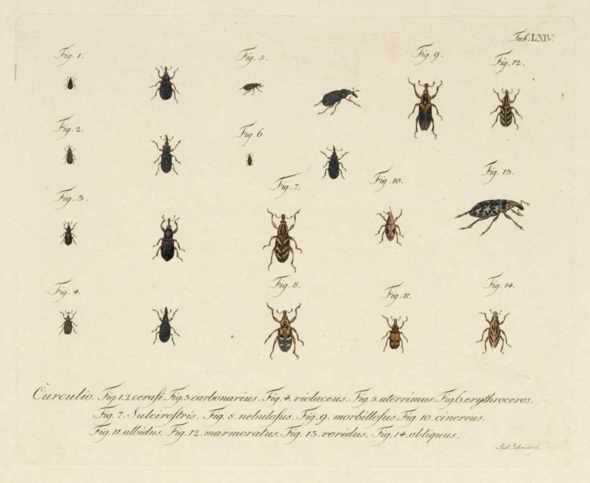 Ludwig Schmidt, 18 Käferdarstellungen aus einer Enzyklopädie. 1. H. 19. Jh.Ludwig Schmidt Erste Erw. - Bild 3 aus 6