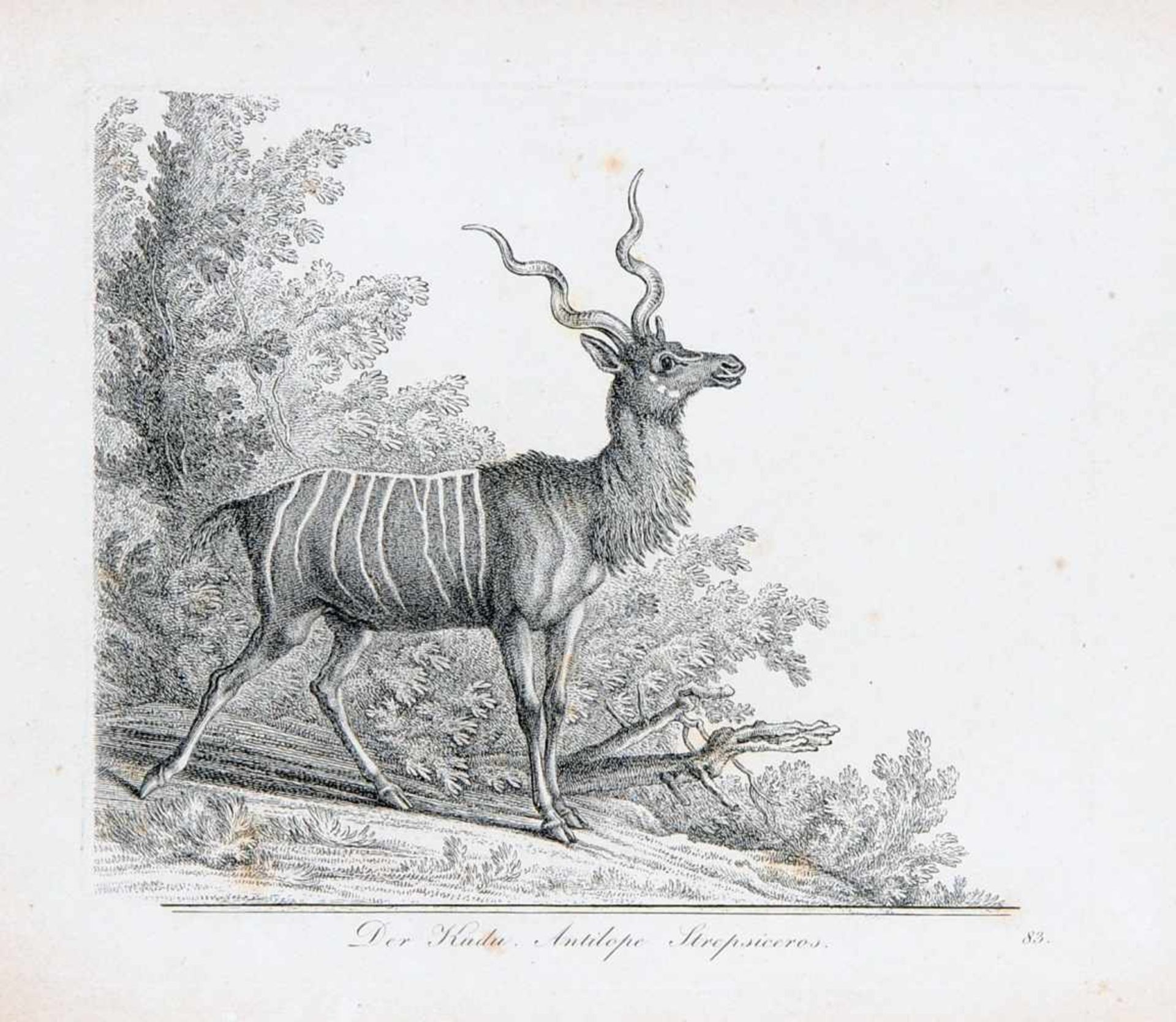 Johann Elias Ridinger "Der Ziegenbock" / "Der arabische Bock" / "Die gemeine Gazelle, Die gemeine - Image 4 of 5
