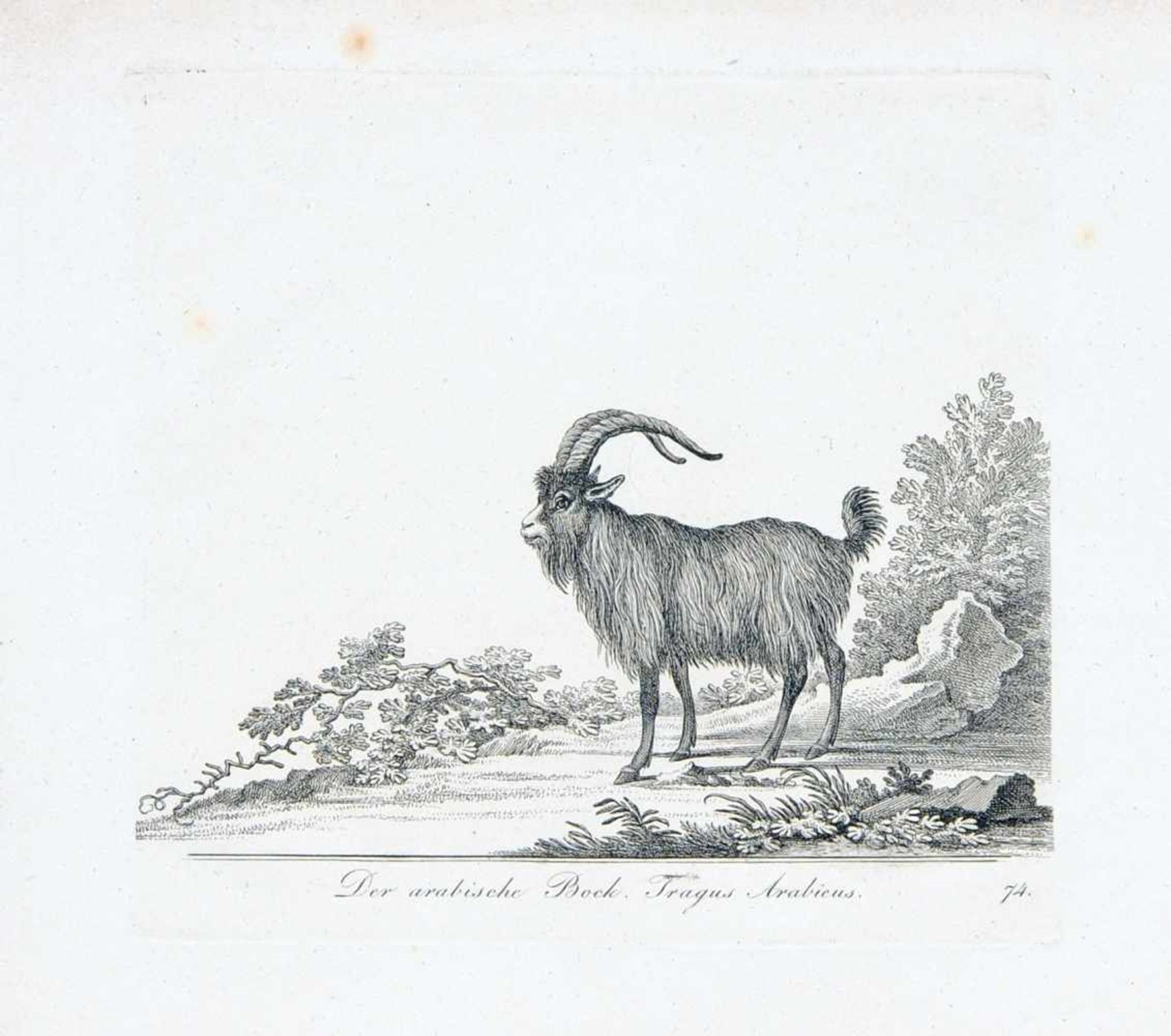 Johann Elias Ridinger "Der Ziegenbock" / "Der arabische Bock" / "Die gemeine Gazelle, Die gemeine - Image 2 of 5