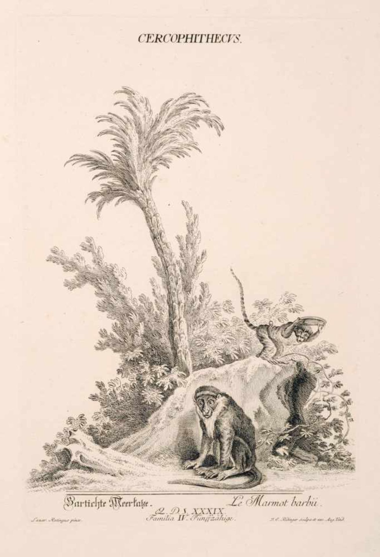 Johann Elias Ridinger, Sieben Tierdarstellungen. 1738-1740.Johann Elias Ridinger 1698 Ulm  1767 - Bild 3 aus 7